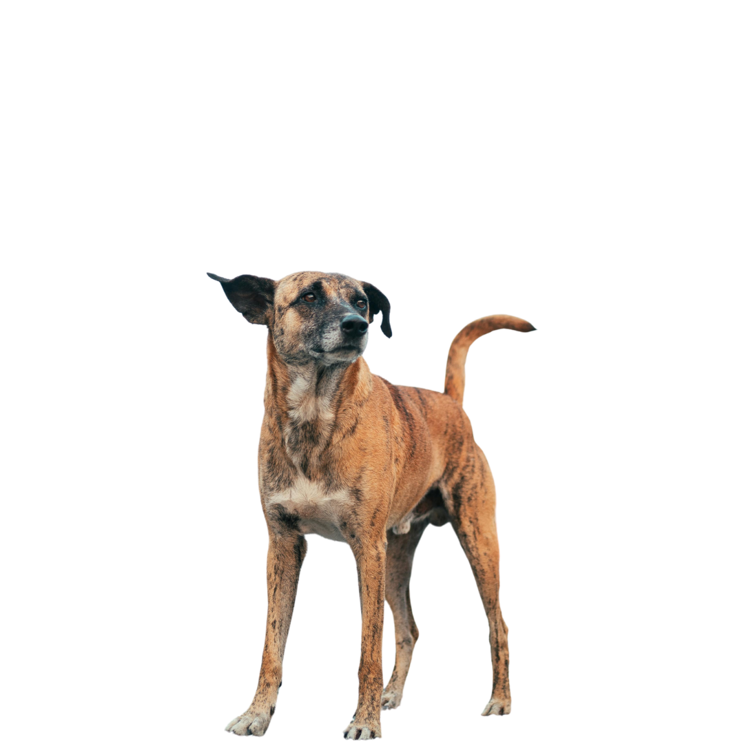 The Kibble vs Raw Cost Myth (What You’re Actually Paying For)