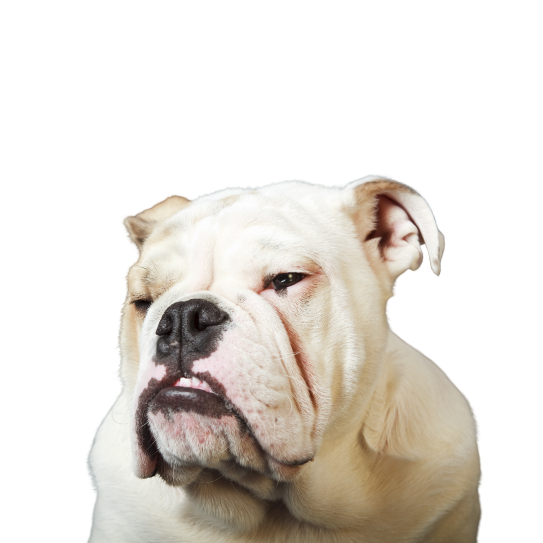 Why Your Dog Is Always Hungry (And It’s Not What You Think)
