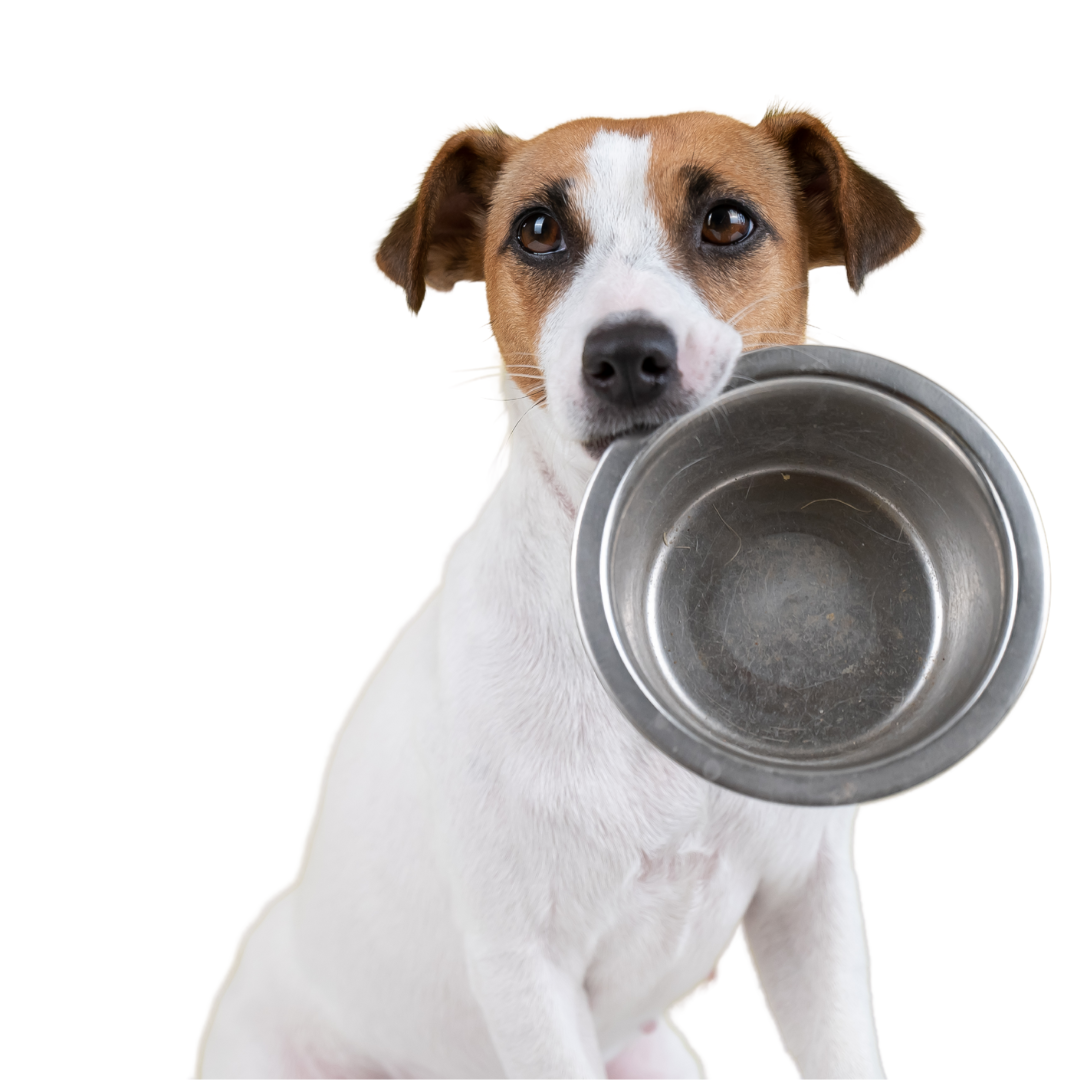 5 Signs Your Dog Wants Real Food (Hint: all of them)