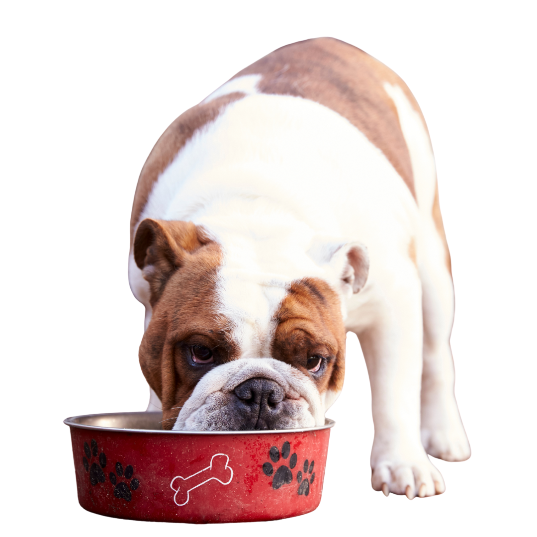 Feeding Kibble: What’s Really in Your Dog’s Bowl? (And Why It Doesn’t Look Like Food)