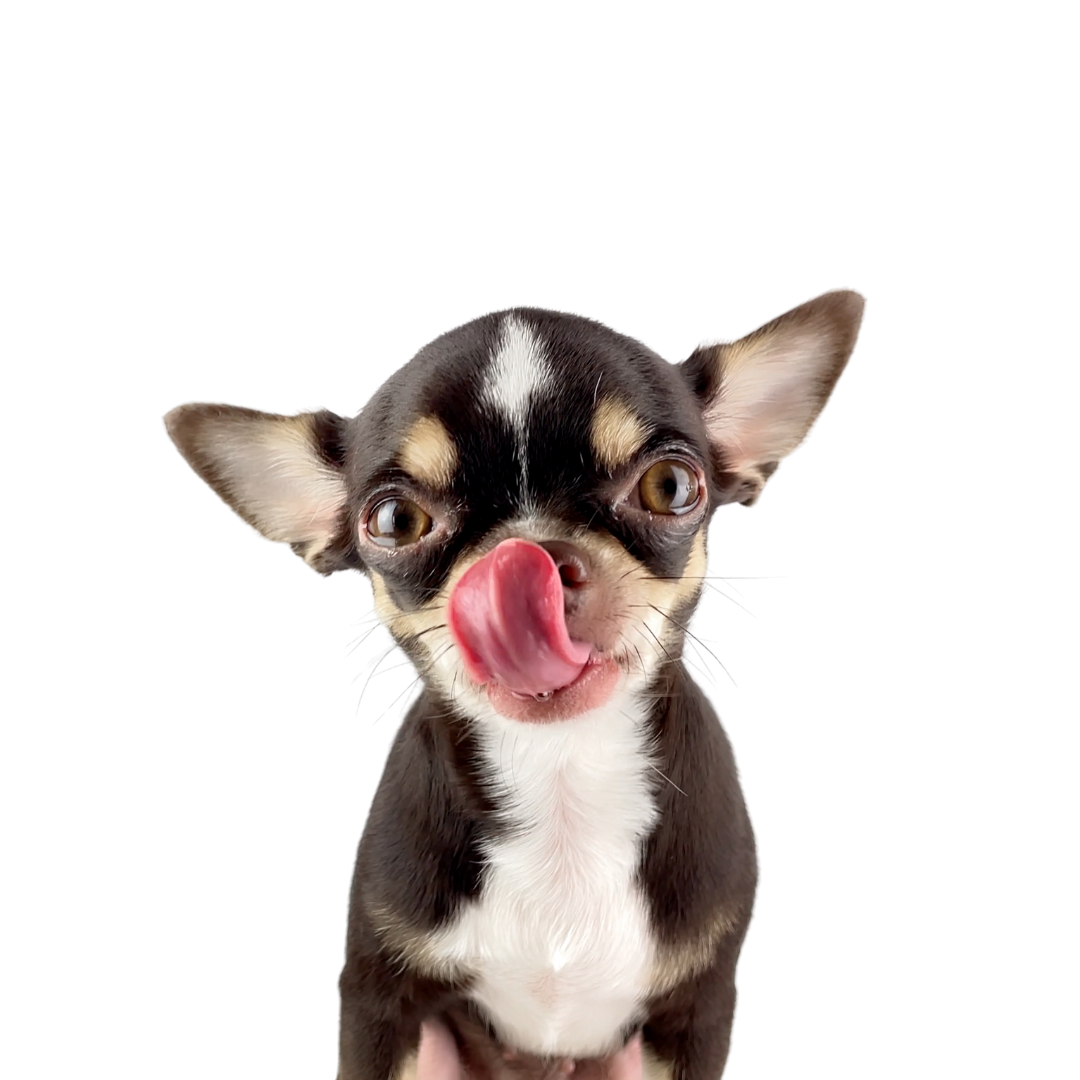 When Did Dog Food Get So Complicated?
